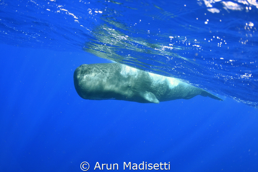 random passerby (taken under permit) by Arun Madisetti 