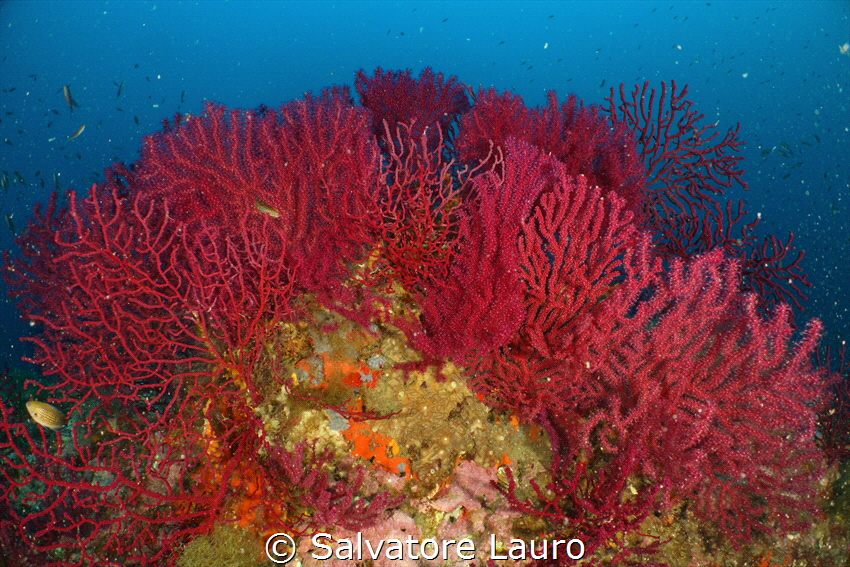 Paramuricea clavata by Salvatore Lauro 