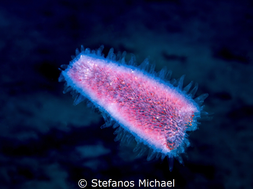 Colonial Tunicate - Pyrosoma atlanticum by Stefanos Michael 