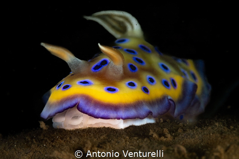 Goniobranchus kuniei_January 2025
(CanonEF100,1/200,f16,... by Antonio Venturelli 