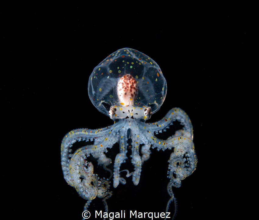 Wonderpus octopus 
Blackwater dive 
Anilao Philippines by Magali Marquez 