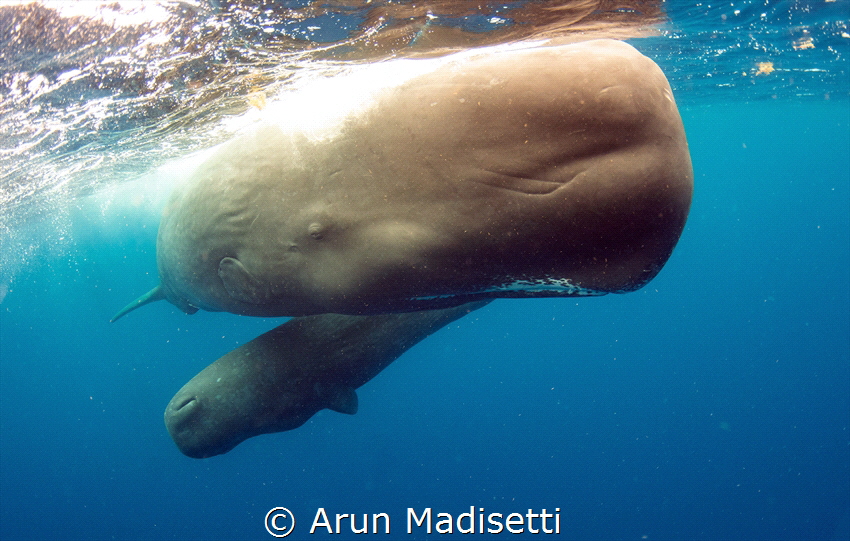 Calf and escort. Taken under permit by Arun Madisetti 