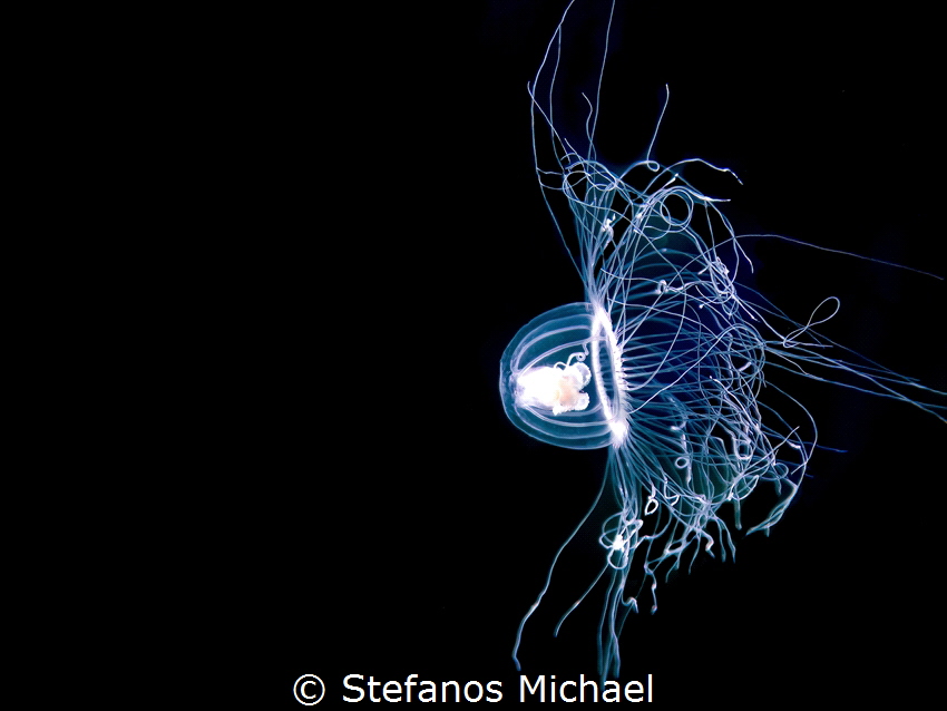 Jellyfish - Oceania armata by Stefanos Michael 