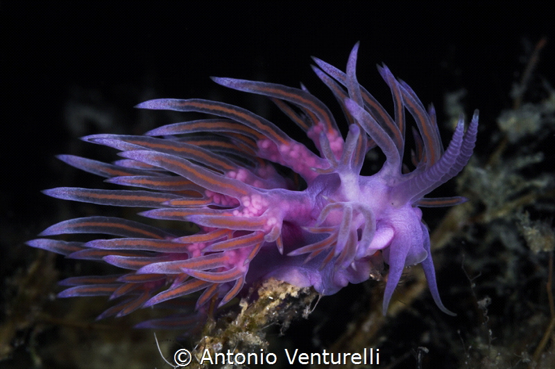 Flabellina affinis_August 2024
(CanonEF100,1/200,f18,iso... by Antonio Venturelli 