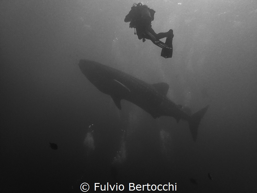 Whale shark at Princess Alice Seamount by Fulvio Bertocchi 