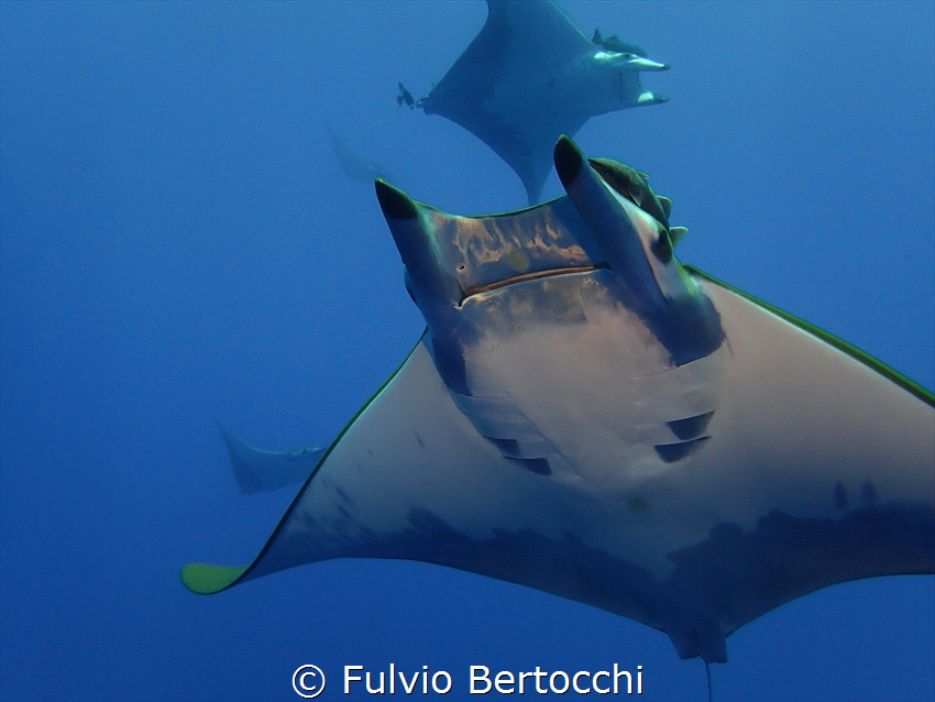 Mobula at Princess Alice Seamount by Fulvio Bertocchi 