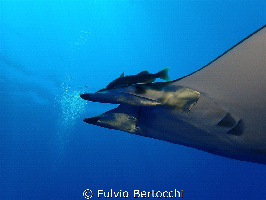 Mobula at Princess Alice Seamount by Fulvio Bertocchi 