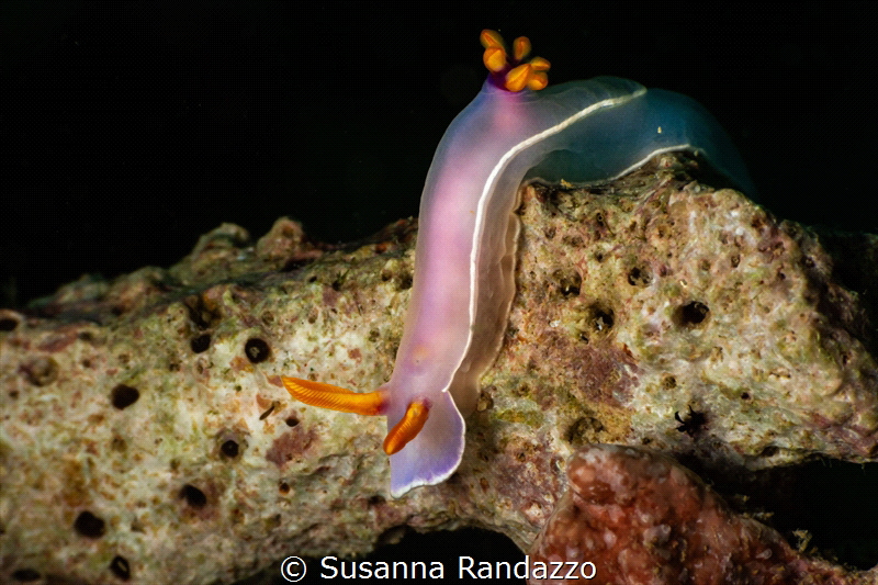 Hypselodoris bullokii_January 2025
(CanonEF60,1/200,f22,... by Susanna Randazzo 