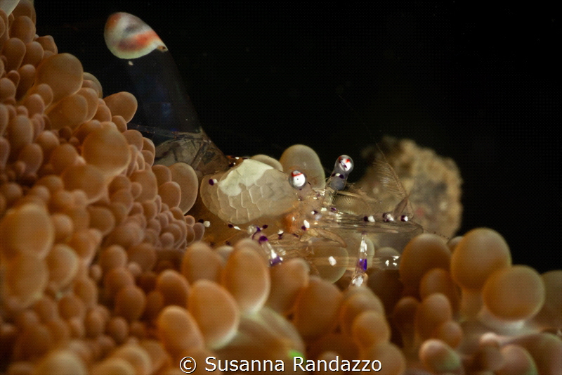 Transparent shrimp_January 2025
(CanonEF60,f25,iso100) by Susanna Randazzo 