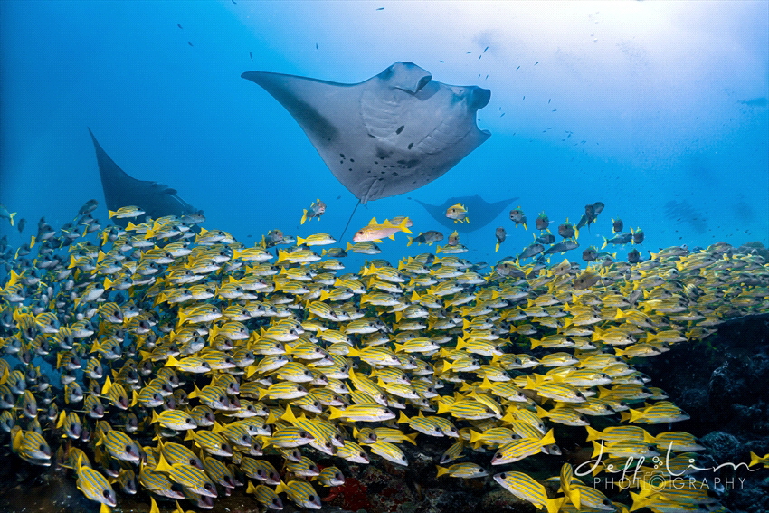 Moofushi Manta cleaning station by Jeffrey Lim 