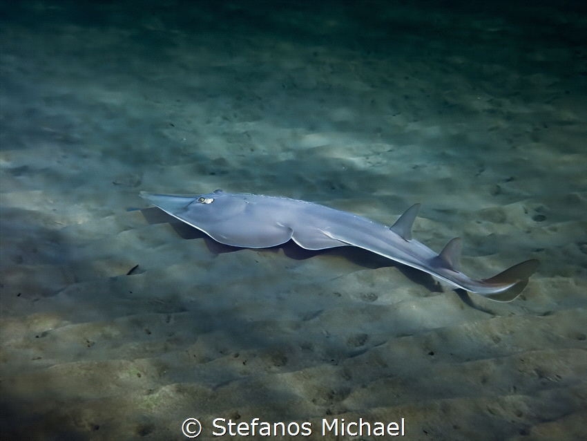 Blackchin Guitarfish - Glaucostegus cemiculus (formerly R... by Stefanos Michael 