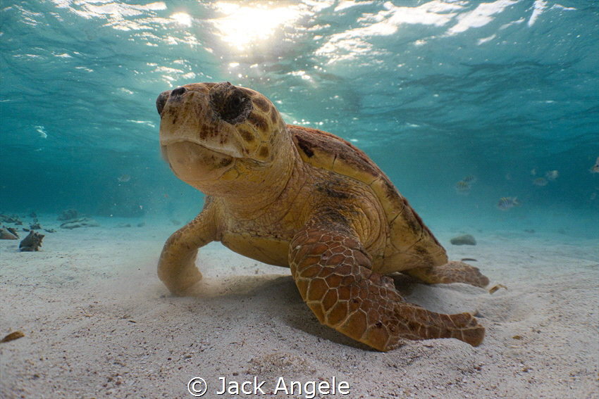 I took this photo of a loggerhead sea turtle freediving o... by Jack Angele 