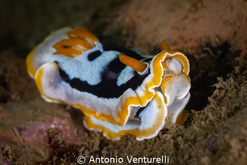 Goniobranchus quadricolor_January 2025
(CanonEF100,1/200... by Antonio Venturelli 