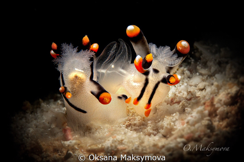 Nudibranchs Thecacera picta  in the process of copulate by Oksana Maksymova 