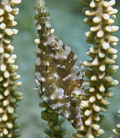 Slender Filefish (4 cm) on Little Cayman. Nikon D70 with ... by Jim Chambers 