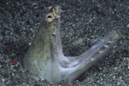 Really quite frightening! Crocodile Snake eel by Richard Smith 