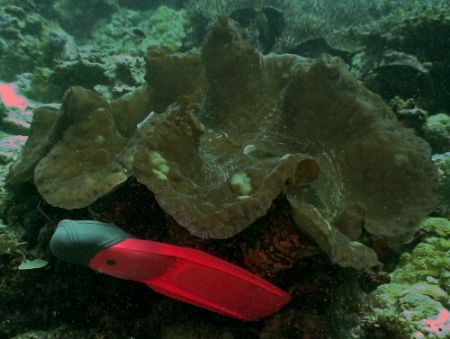 Giant Clam with my fin placed below it for perspective. S... by Marylin Batt 