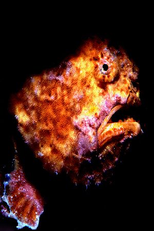 Frog fish characture with Nikonos V and strobe. by Bob Martin 