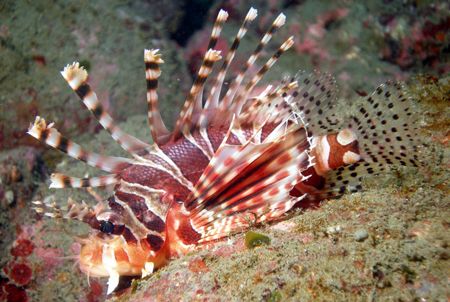 Lionfish - This beauty was just laying there pretty as yo... by David Drake 