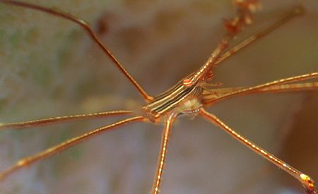 Arrow Crab in Vase Sponge by Kenneth Bailey 