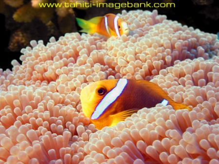 Clown fish by Eric Pinel 