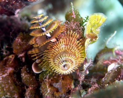 Christmas Tree Worms just hanging out - olympus 8080 - na... by Tim Higgs 
