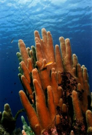 Castles in the Sea - Pillar Coral.
Nikonos V 28mm lense by Marylin Batt 