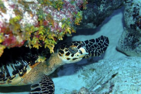 Hawksbill Turtle hiding under coral outcrop.Taken at Blac... by Peter Foulds 