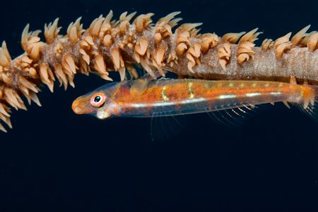 Whip coral goby by Andy Lerner 