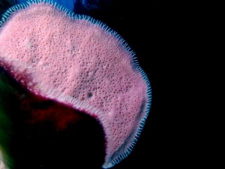 Nothing but a beautiful pink sponge with a black bacgroun... by Carlo Greco 