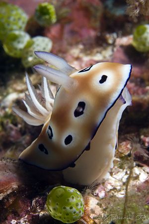 Sniffing nudibranch .... by Alex Tattersall 