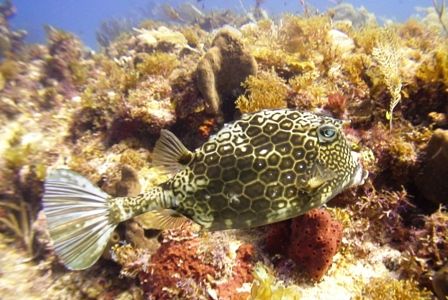 A trunkfish at the Horseshoe reef in Cancun. by Kenn Bolbjerg 