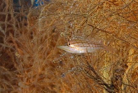 Unusual? For me it was. An orange longnose hawkfish.
Sol... by Andy Lerner 