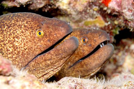 A Pair of Yellow Margin Morays.
Taken with Canon 20D w/6... by Stuart Ganz 