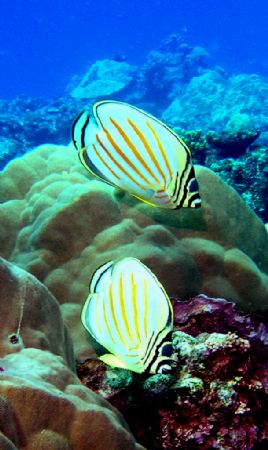 two Ornate Butterfly fish, freediving in LauLau Bay at -3... by Scott Mcclarin 