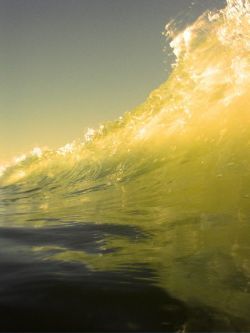 wave by Shane Petcavich 