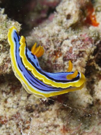 Nudi Great Barrier Reef- Aust
Found three of these on on... by Joshua Miles 
