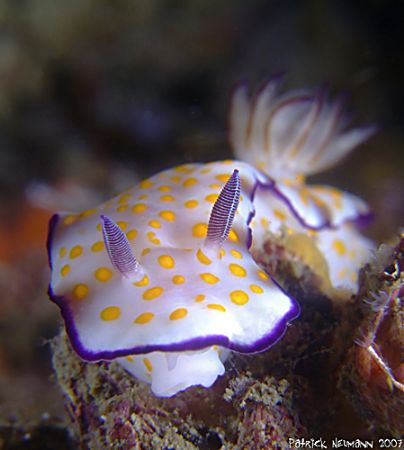 Nudi on the wreck of the King Cruiser Wreck/Thailand. Tak... by Patrick Neumann 
