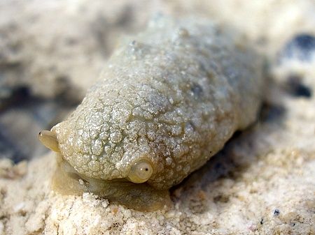 Found loads of these "sea hares" high and dry on the reef... by Nikki Van Veelen 