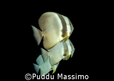 three batfish,maldives,nikon d2x,12-24mm. by Puddu Massimo 