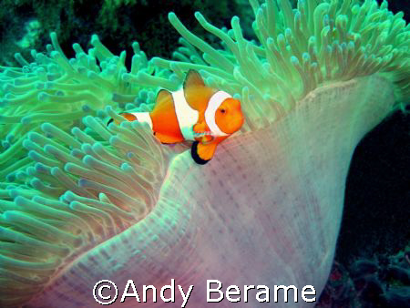 anemone fish @ dakit-dakit marine santuary, buyong, marib... by Andy Berame 