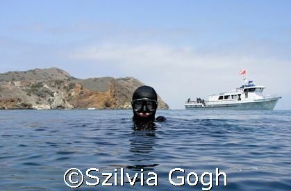 Divers returning to Catalina Island after the fire in May... by Szilvia Gogh 