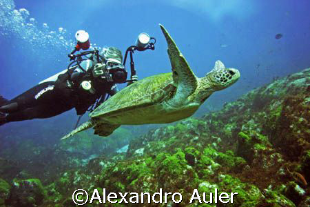 Green turtle at Cordilheiras Dive Point. Fernando de Noro... by Alexandro Auler 