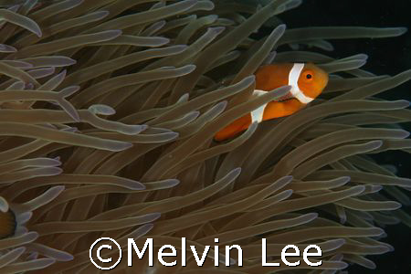 Nemo playing with current. by Melvin Lee 