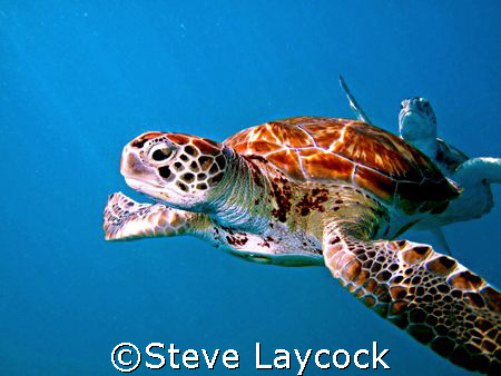 Green turtles swimming in blue water, the suns rays cutti... by Steve Laycock 