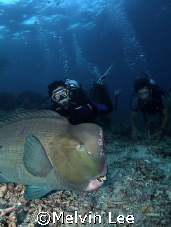Divers and bumphead parrotfish by Melvin Lee 