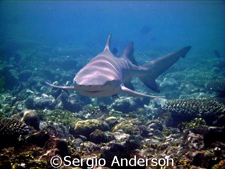 Smile.... yes i'm a lemon shark by Sergio Anderson 
