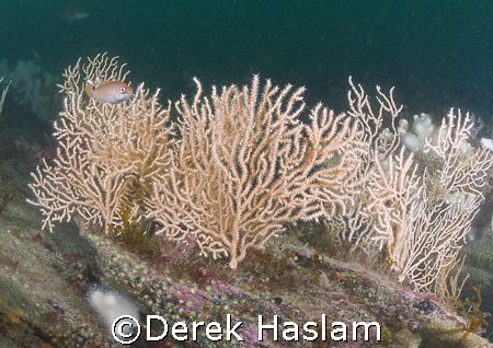 Pink sea fan's. Cornwall. D200, 16mm. by Derek Haslam 