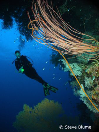 My Little Mermaid, yes another fun shot from PNG this tim... by Steve Blume 