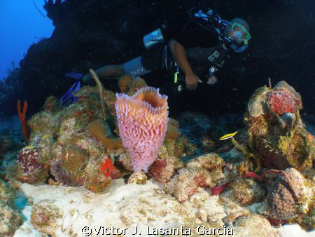  my buddy rodney in the new dive site in parguera wall.... by Victor J. Lasanta Garcia 